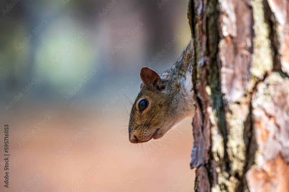 squirrel in the tree squirrel in the tree