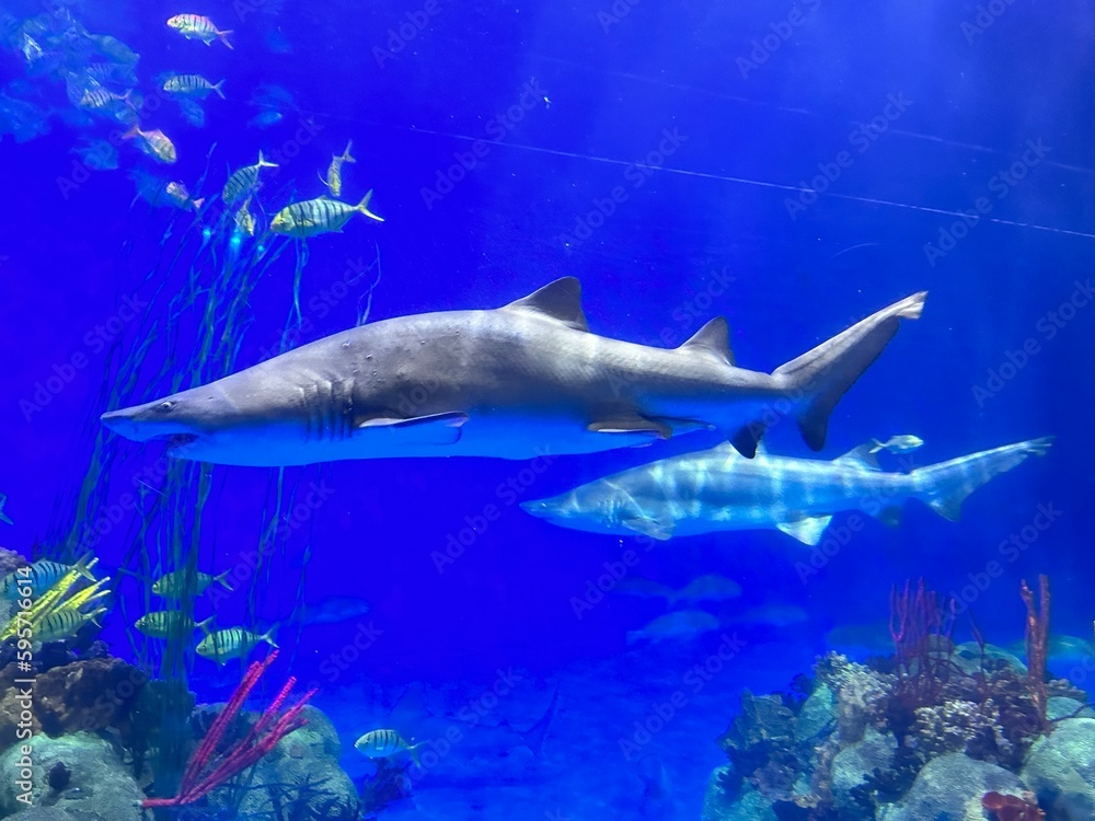 Fototapeta premium Great Shark 