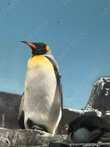 Sweet Penguin 