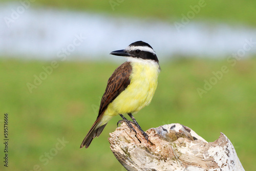 Grussai, RJ, Brazil, 04.21.23 - Great kiskadee, bem-te-vi, Pitangus sulphuratus, bird on Grussai beach photo