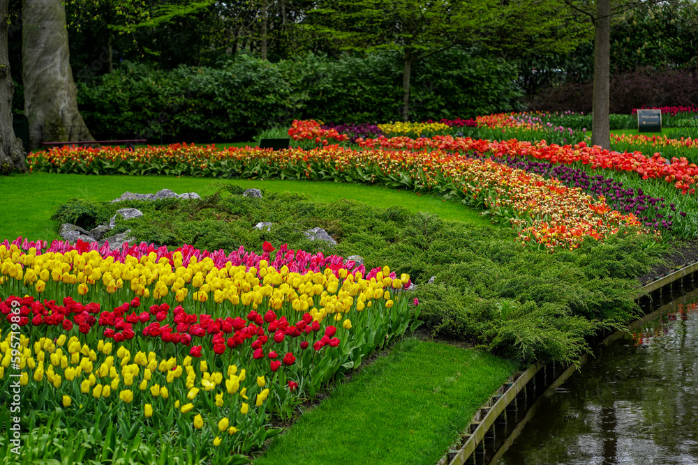 Tulip garden, Tulip Festival in Netherlands, full frame image