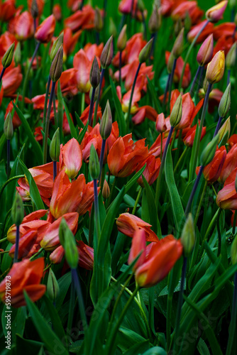 Tulip garden  Tulip Festival in Netherlands  full frame image