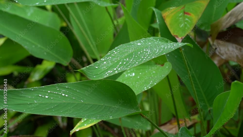 Slow-motion video of a drop of water falling on a leaf and shaking off other drops. Slow-motion video of a drop of water falling on a leaf and shaking off other drops.