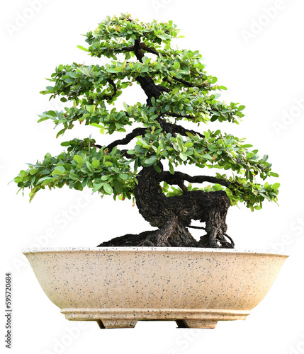 Small bonsai plants in pots are a hobby for decorating the garden isolated on transparent background