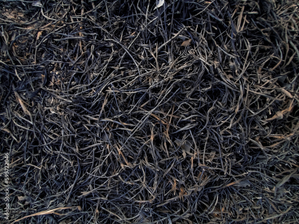 burnt leaves burnt leaves