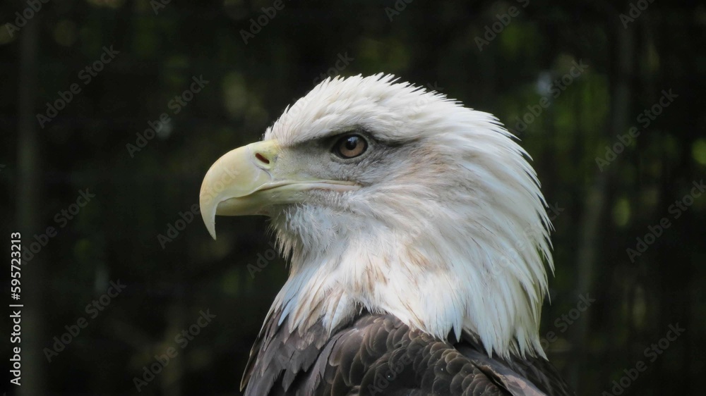Fototapeta premium Animals