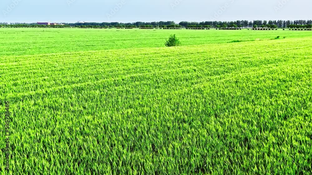 Green wheat fields natural landscape is on the farm. Agricultural scene in spring. Green wheat fields natural landscape is on the farm. Agricultural scene in spring.