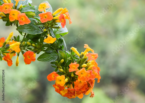 Orange Streptosolen jamesonii flower in the garden, the marmalade bush or fire bush photo