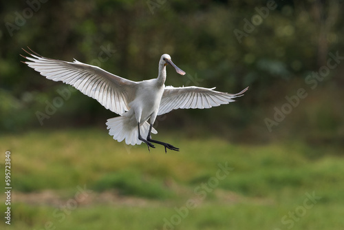 Eurasian Spoon-bill Wingspread In Flight And Landing