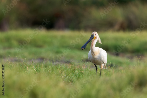 Portrait of Eurasian Spoon-bill photo