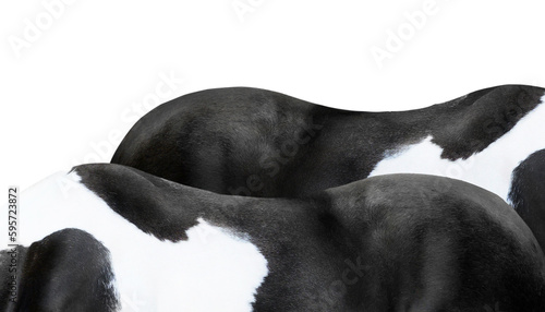 Abstract black and white horse backs