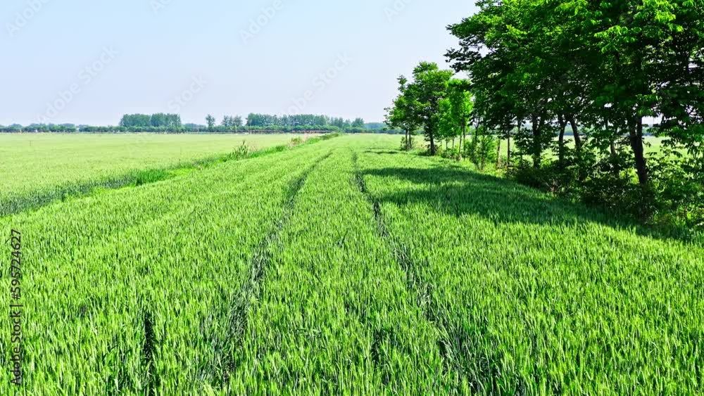 Green wheat fields natural landscape is on the farm. Agricultural scene in spring. Green wheat fields natural landscape is on the farm. Agricultural scene in spring.