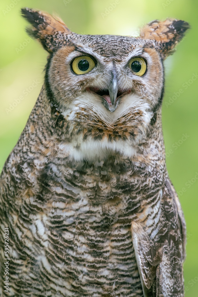 Details of the feather patterns of the Great Horned Owl. Details of the feather patterns of the Great Horned Owl.