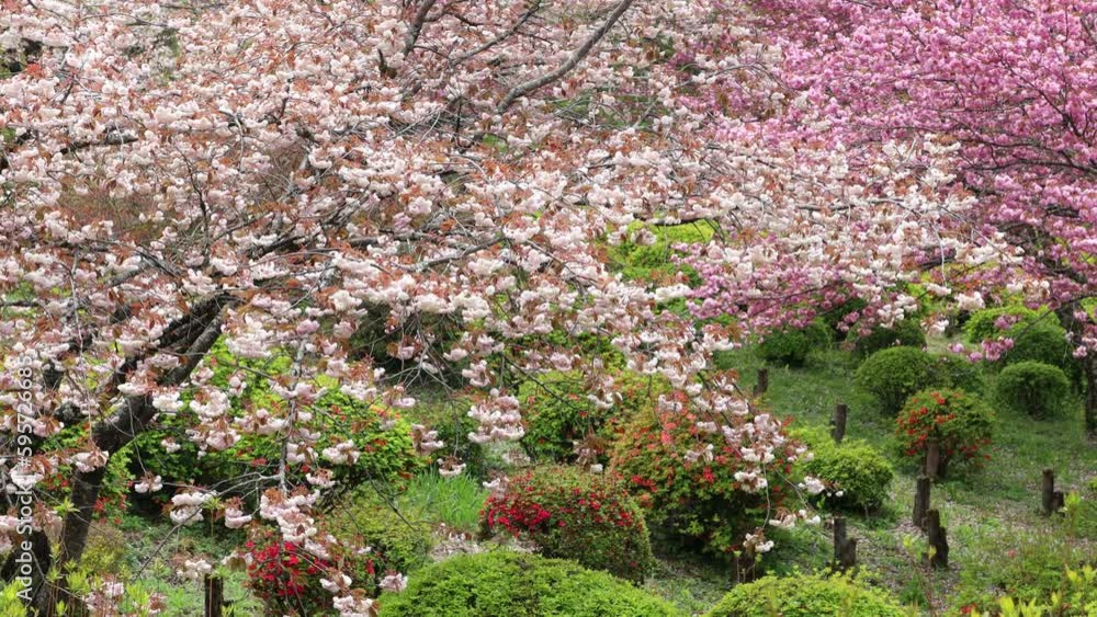 満開の八重桜と咲き始めたツツジのフィックス撮影 満開の八重桜と咲き始めたツツジのフィックス撮影