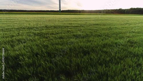 Zachwycający wiejski krajobraz: młode zielone zboże oświetlone promieniami zachodzącego słońca - ujęcia z drona photo