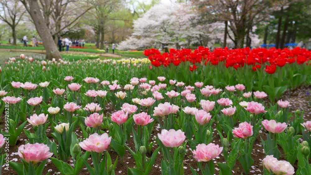 Tulip flower bed in spring park, vibrant blooming tulips background, Netherlands tulip parks, gardening concept Tulip flower bed in spring park, vibrant blooming tulips background, Netherlands tulip parks, gardening concept