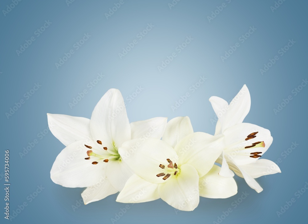Beautiful fresh flower on color background