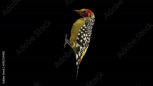 African Woodpecker Bird - Red Yellow Barbet - Tree Seating Loop - Side View CU - 3D animation with alpha channel photo