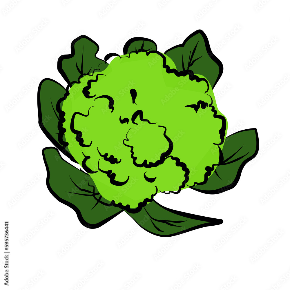 cauliflower vector illustration cauliflower vector illustration