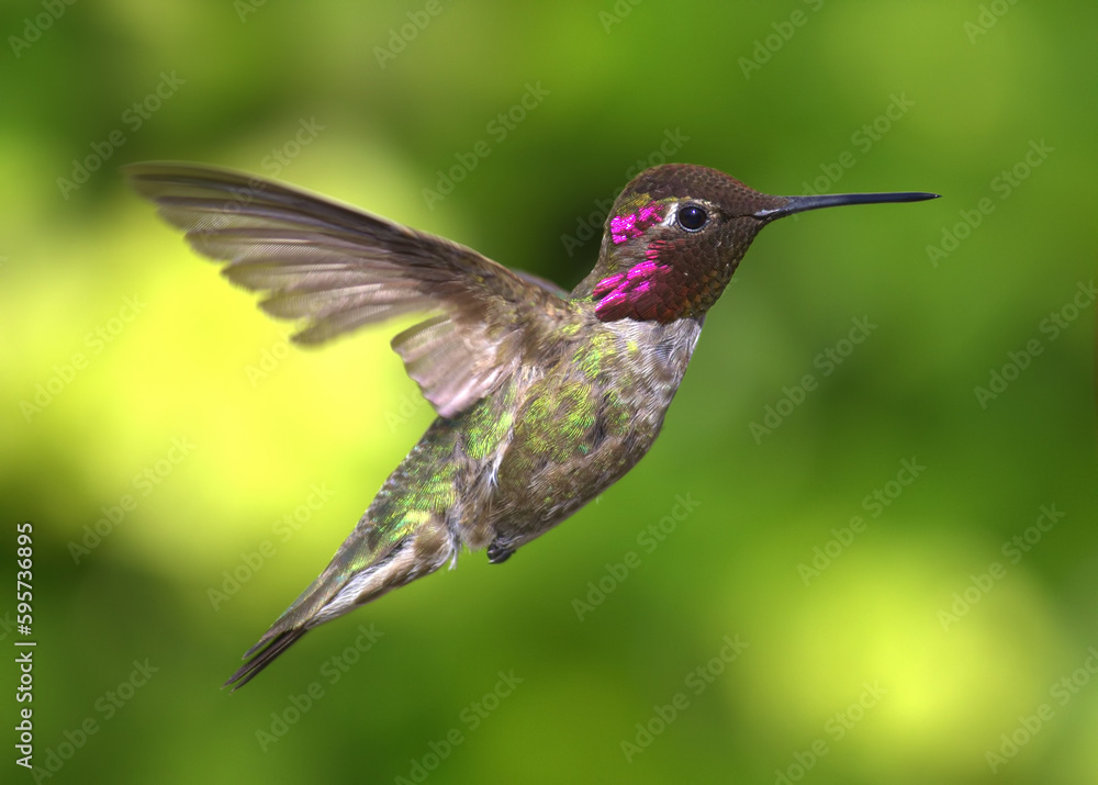 Fototapeta premium Hummingbird in flight.