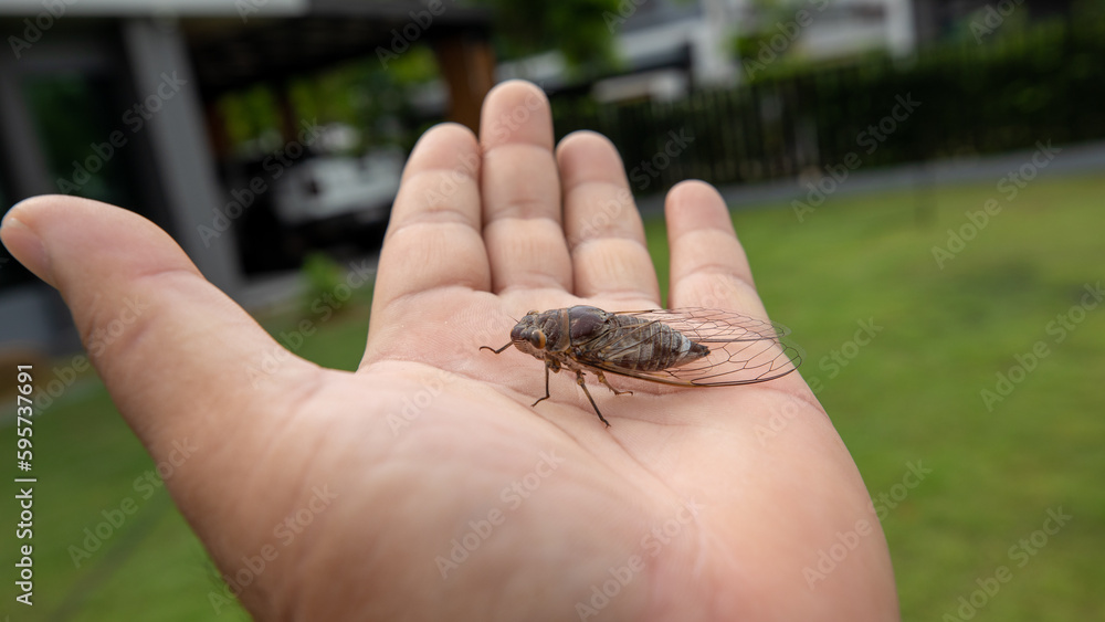 Obraz premium cicada on hand