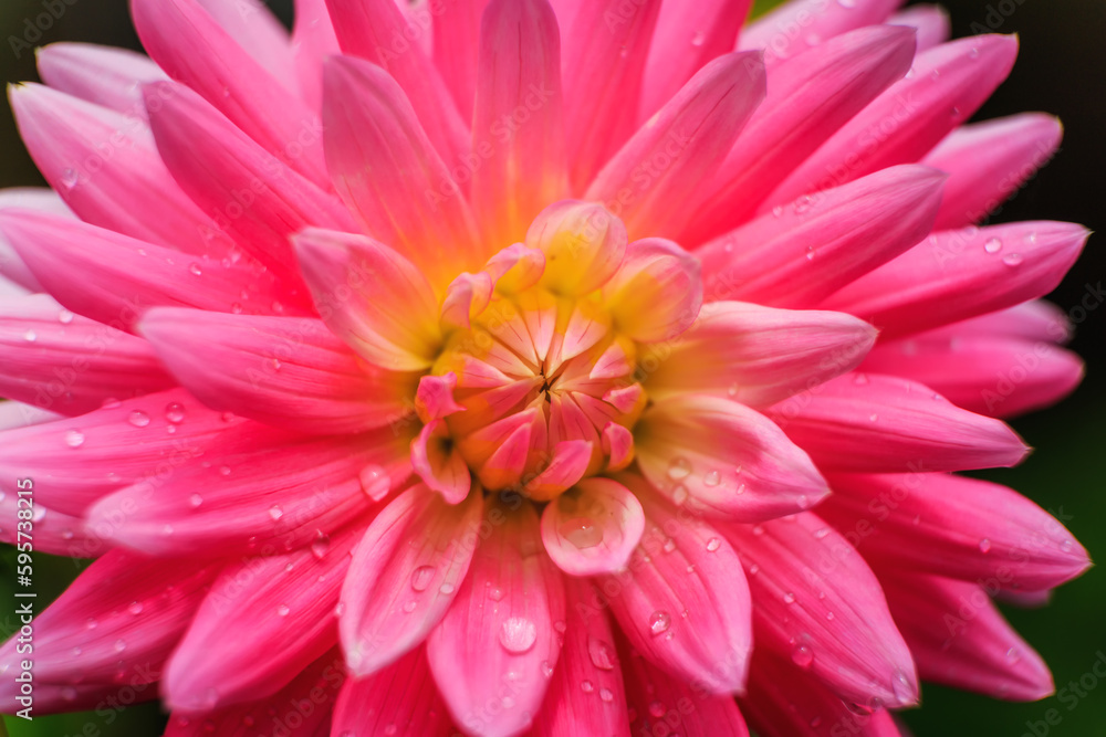 Dahlia flower Dahlia flower