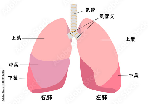 人間の肺の各部名称