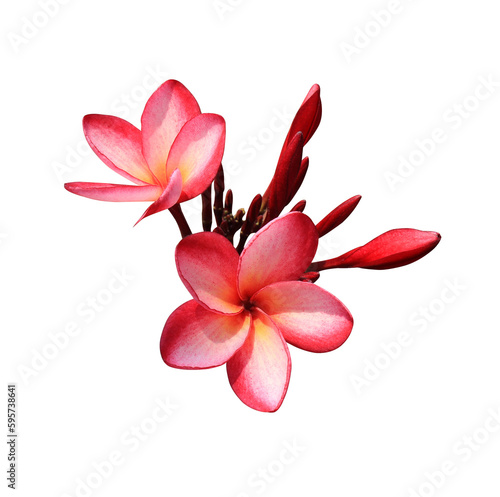 Plumeria or Frangipani or Temple tree flower. Close up pink-red plumeria flowers bouquet isolated on transparent background.
