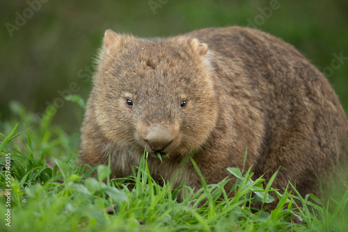 Cuadro en lienzo Munching on Grass - During the early morning, a young bare-nosed wombat grazes on a fresh patch of green grass