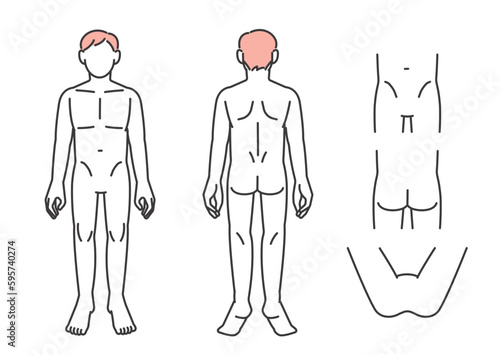 男性の人体のベクターイラスト素材／説明図／医療／脱毛