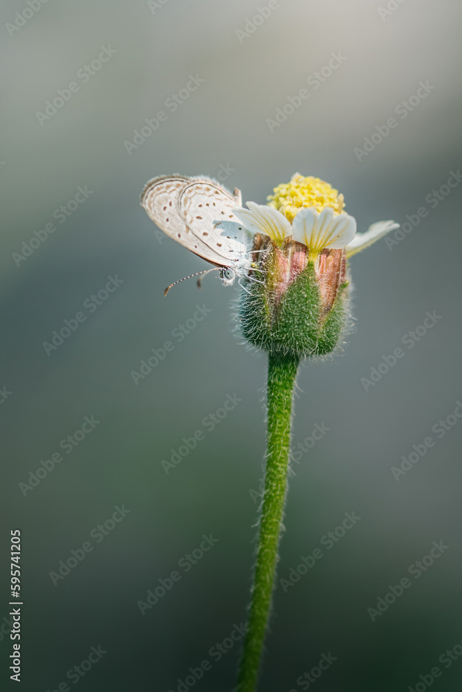 Tiny grass blue butterfly on wildflower in morning, Close up and macro with soft focus and bokeh/nature blurred background, Insects in Thailand. Tiny grass blue butterfly on wildflower in morning, Close up and macro with soft focus and bokeh/nature blurred background, Insects in Thailand.