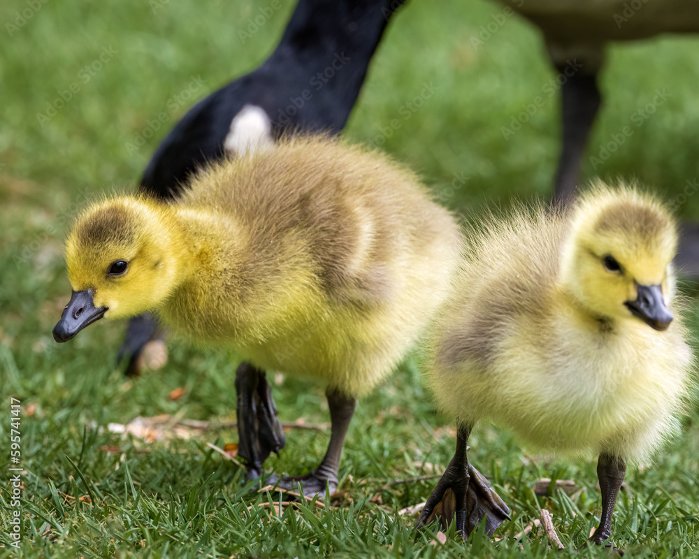 Pair of Goslings hanging out with Mother Goose Pair of Goslings hanging out with Mother Goose