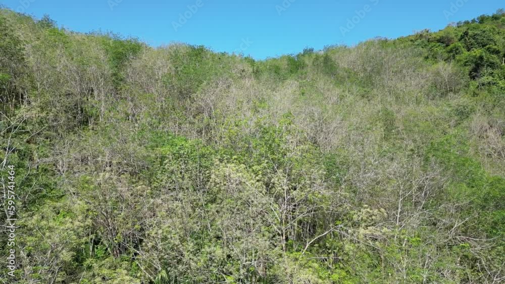 Aerial fly upward the dry tree at hill under blue sky Aerial fly upward the dry tree at hill under blue sky