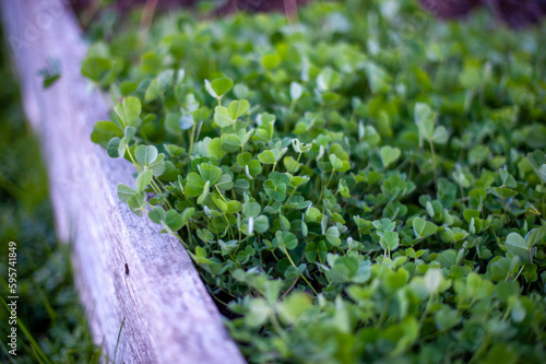 Green clover leaves and clover in a garden bed. Sprouts and spring green growth, organic gardener, cover crop. Close up and detailed.