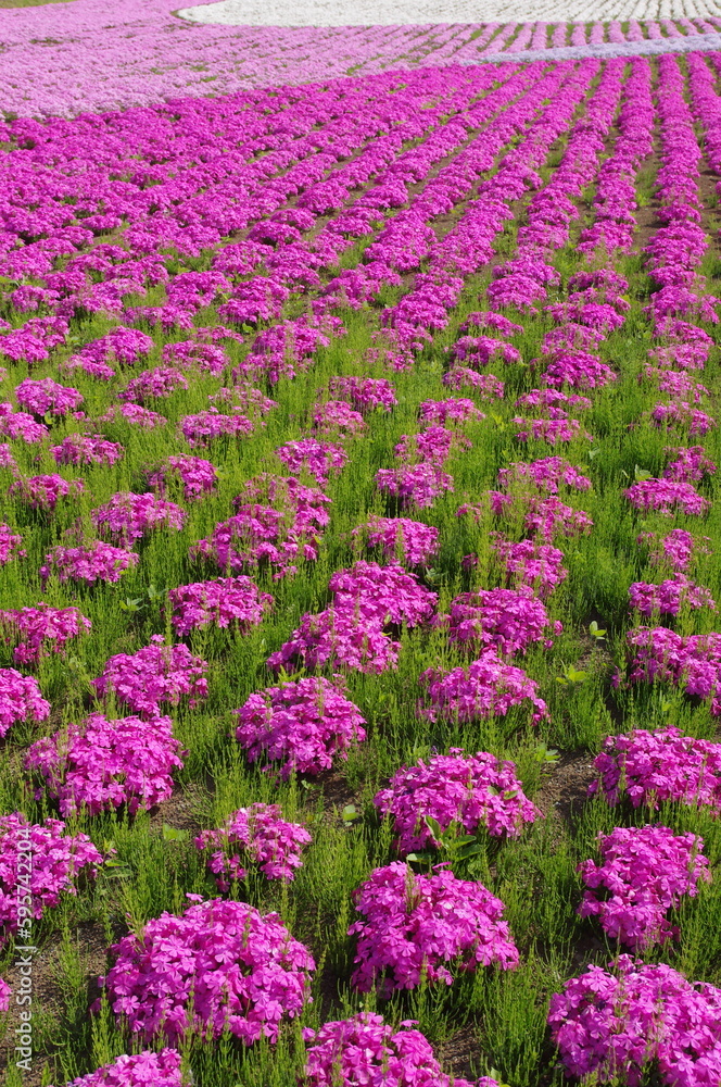 一面に広がるピンク色の芝桜 一面に広がるピンク色の芝桜