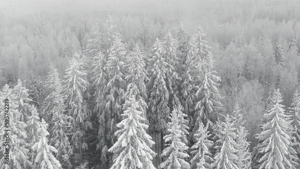 fog snow mist from snow covered spruce pine trees into clouds, Aerial reverse dolly fog snow mist from snow covered spruce pine trees into clouds, Aerial reverse dolly