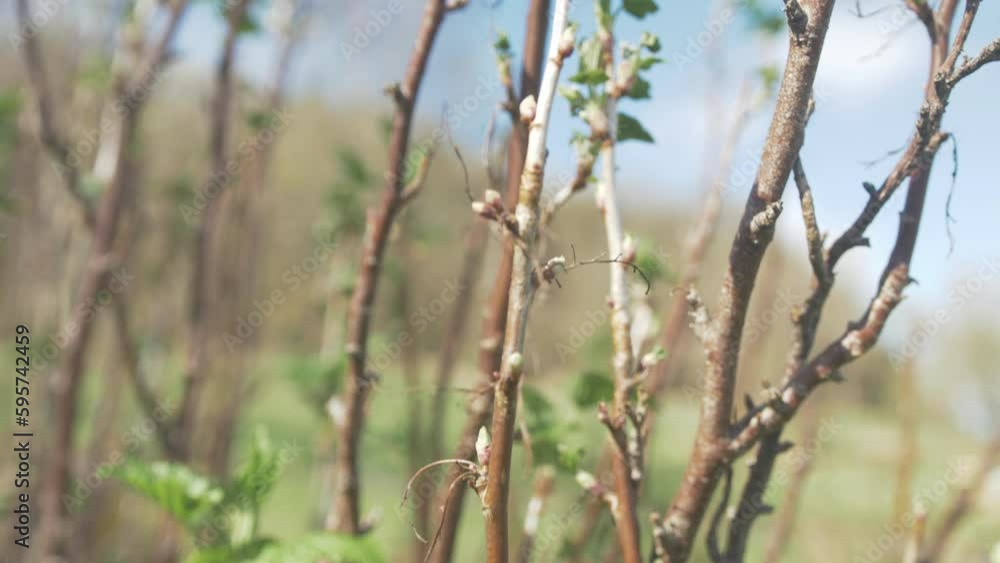 Blackcurrant shrub flourishing in Spring light Blackcurrant shrub flourishing in Spring light