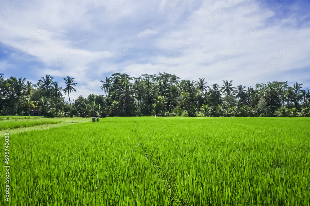 Rice seedlings planted in the soil of paddy fields. Balinese agriculture and food culture. Spring and fresh green season. Growing up in the sun. Blue sky and cloudy Background. Ubud, Bali, Indonesia. Rice seedlings planted in the soil of paddy fields. Balinese agriculture and food culture. Spring and fresh green season. Growing up in the sun. Blue sky and cloudy Background. Ubud, Bali, Indonesia.