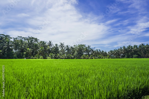 Rice seedlings planted in the soil of paddy fields. Balinese agriculture and food culture. Spring and fresh green season. Growing up in the sun. Blue sky and cloudy Background. Ubud, Bali, Indonesia.