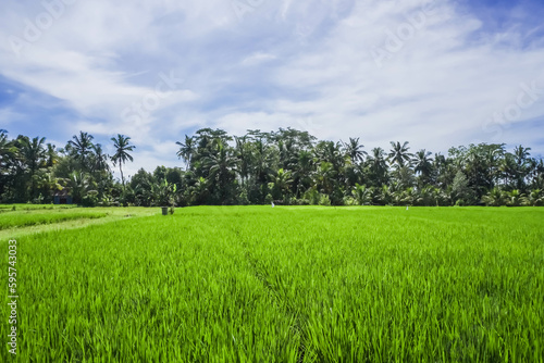 Rice seedlings planted in the soil of paddy fields. Balinese agriculture and food culture. Spring and fresh green season. Growing up in the sun. Blue sky and cloudy Background. Ubud, Bali, Indonesia. photo