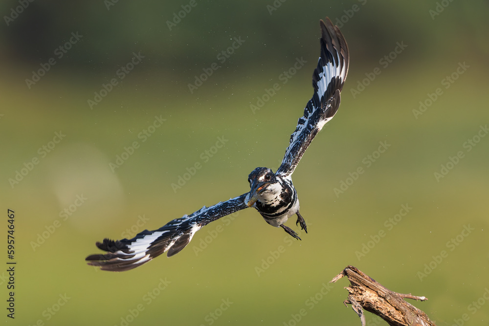 Pied Kingfisher In Flight With a Fish Catch