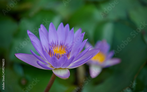 Close up waterlily flower in the pond. Purple Lotus