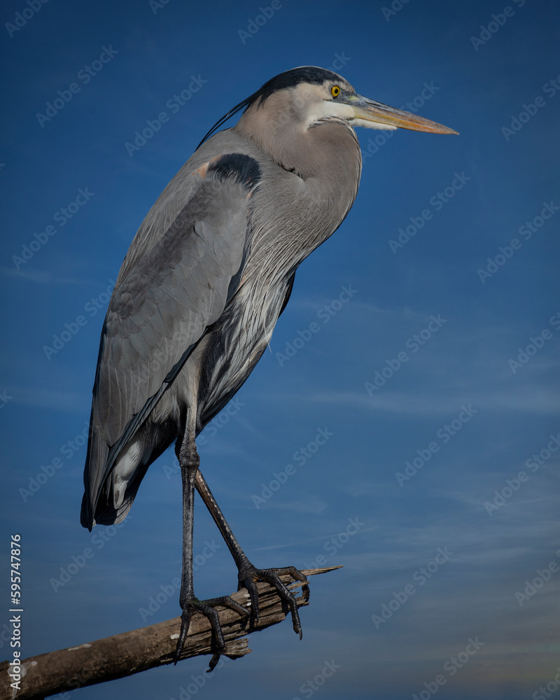 Obraz premium Great Blue Heron in a tree