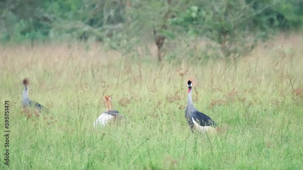 Grey Crowned Cranes In Grassy Flatland In Uganda, East Africa. Balearica Regulorum. wide, handheld Grey Crowned Cranes In Grassy Flatland In Uganda, East Africa. Balearica Regulorum. wide, handheld