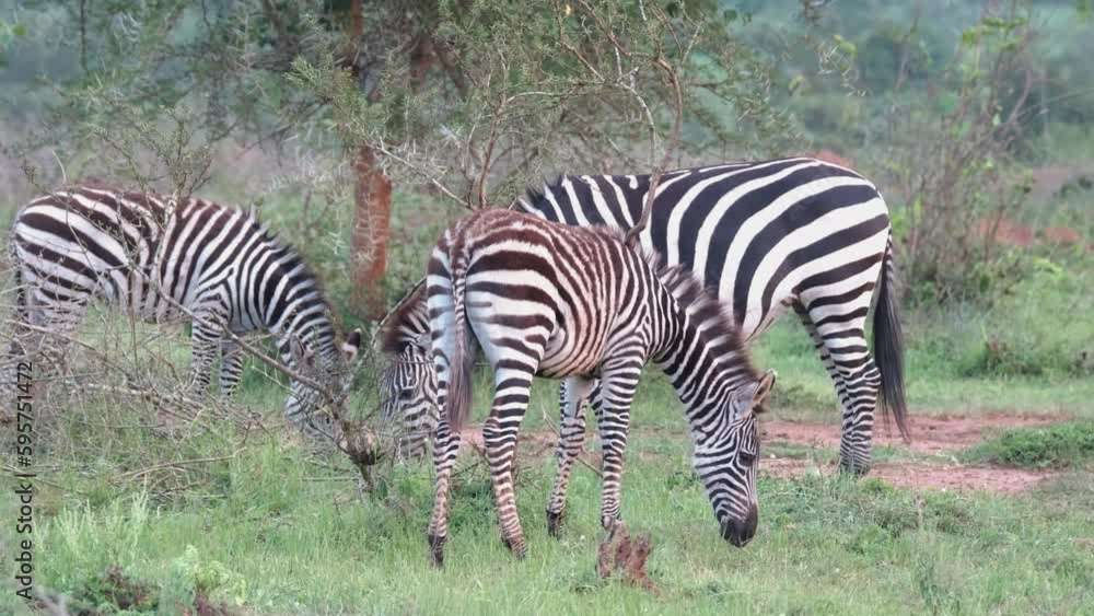 Plains Zebra Scratching Itchy Coat On Small Tree With Two Others Grazing Behind. Equus Quagga In Uganda, East Africa. wide, handheld Plains Zebra Scratching Itchy Coat On Small Tree With Two Others Grazing Behind. Equus Quagga In Uganda, East Africa. wide, handheld