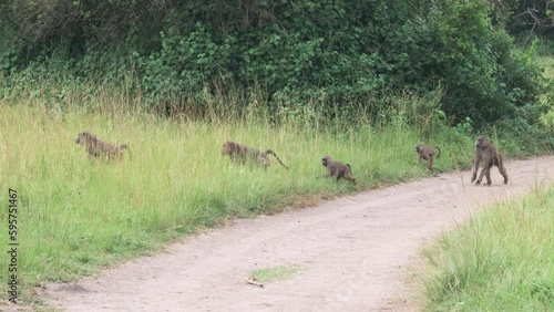 Wild Baboon Family Moving Together On Trail Through Grassland Of Uganda. wide, handheld