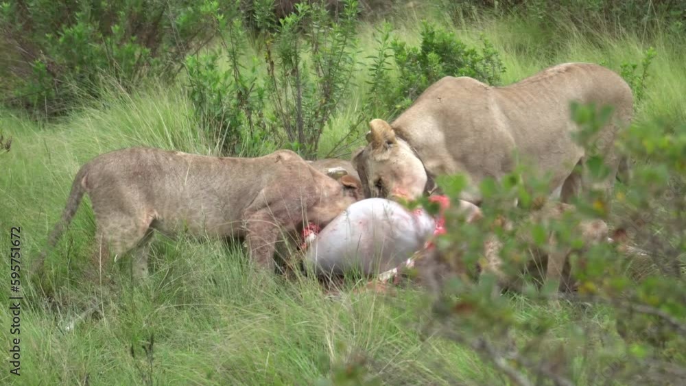 Lioness and Her Cubs Eating a Fresh Kill in Africa Lioness and Her Cubs Eating a Fresh Kill in Africa