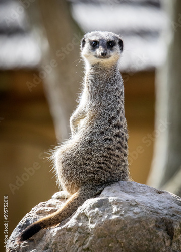 meerkat on the lookout