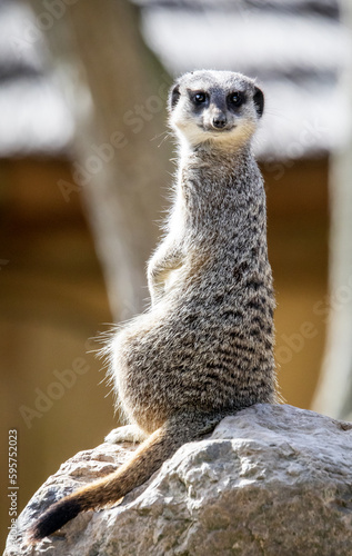 meerkat on guard