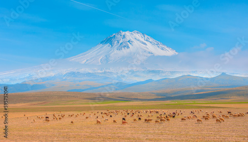 Herd of sheep grazing on pasture on the background of Hasan mountains and blue sky with clouds